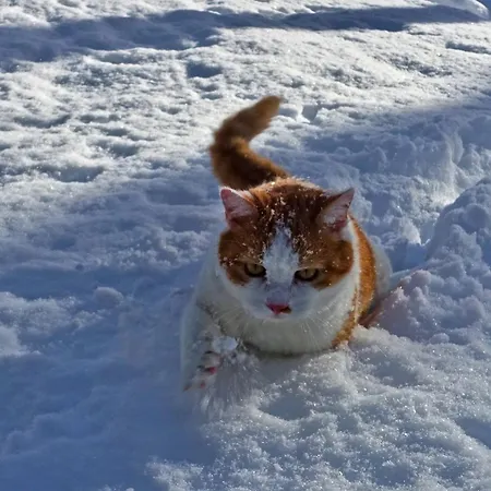 Almchalet Goldbergleiten 別荘 Großkirchheim