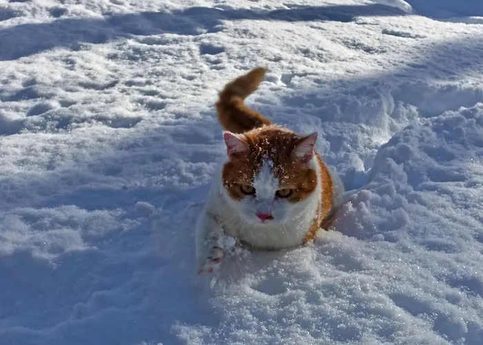 Almchalet Goldbergleiten Дом отдыха Гроскирххайм