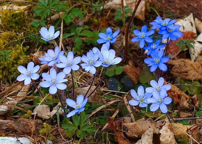 Dom wakacyjny Almchalet Goldbergleiten Großkirchheim